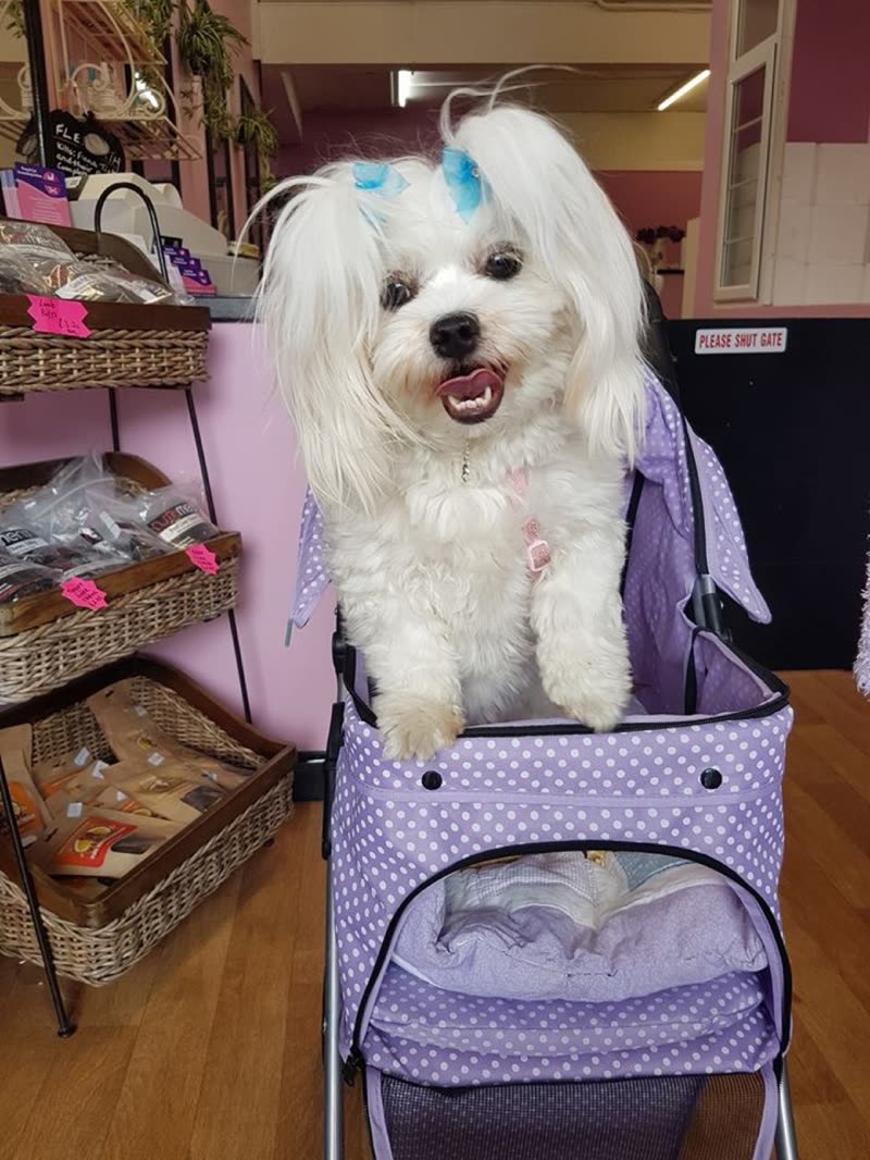 A freshly groomed white Maltese with a blue topknot bow sitting in a lilac polka-dot pet stroller in the pink-walled salon