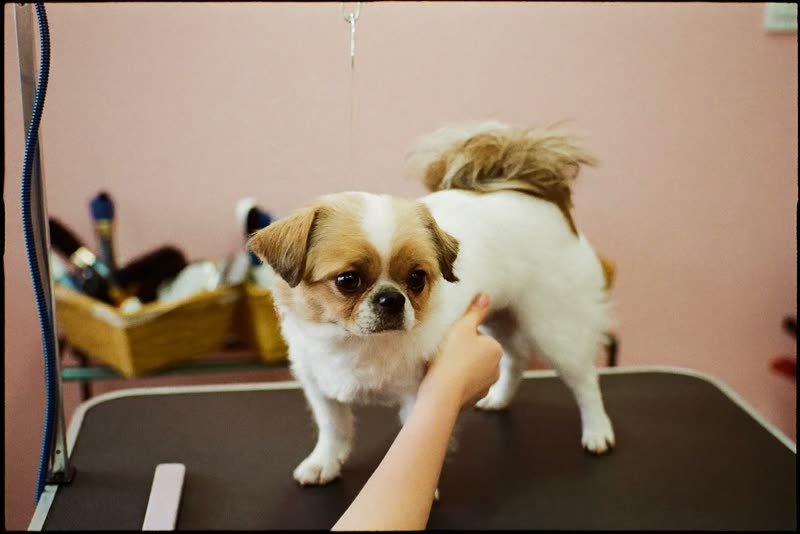 A small dog being blow dried on the grooming table