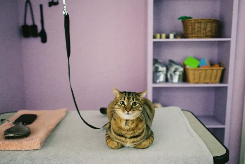 A quiet corner of a pastel grooming salon with table, towels and brushes