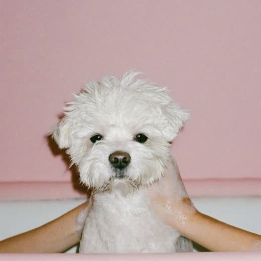Small dog being bathed and shampooed