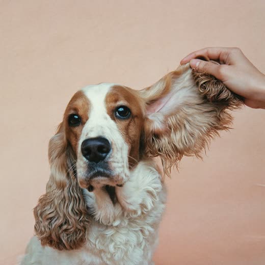 A long-eared dog having its ears checked and cleaned