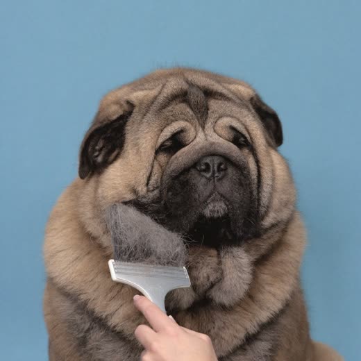 A thick-coated dog being brushed and de-shed